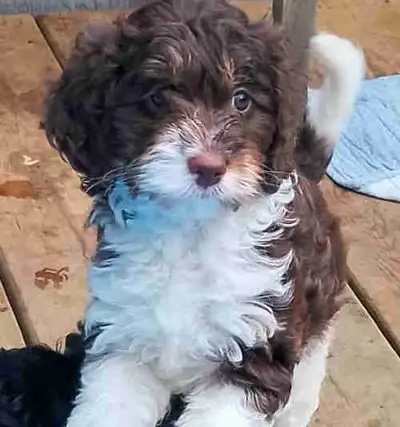 Miniature poodle doodles., View more