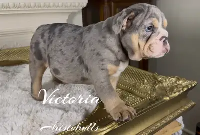 English Bulldog Anglais, View more