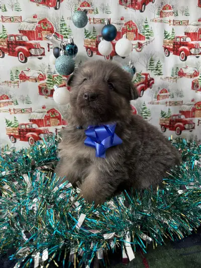 Long Haired Blue German Shepherds, View more