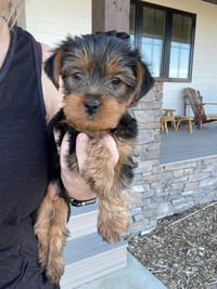 READY TO GO-1 male left- purebred yorkies- delivery available