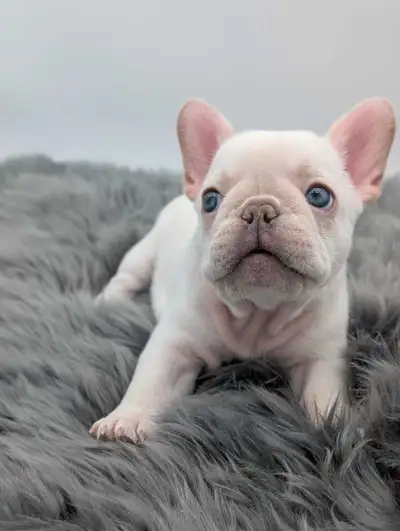 Almost Gone! Only 3 CKC French Bulldog Females Left, View more