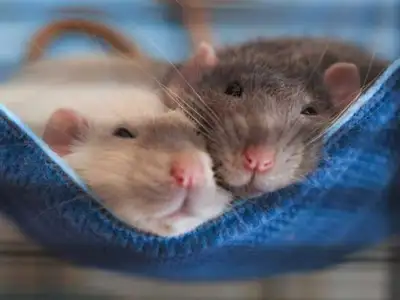Wanted :pet rats!, View more