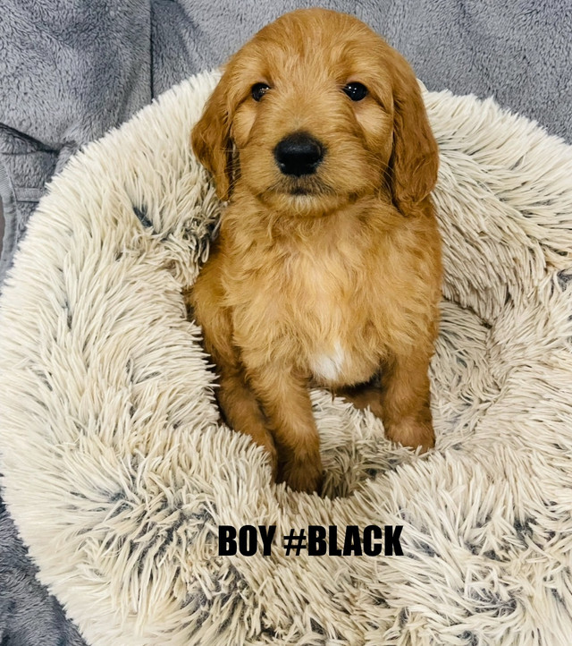 ❤️Red Cockapoo puppies❤️ 7057071134 in Dogs & Puppies for Rehoming in City of Toronto