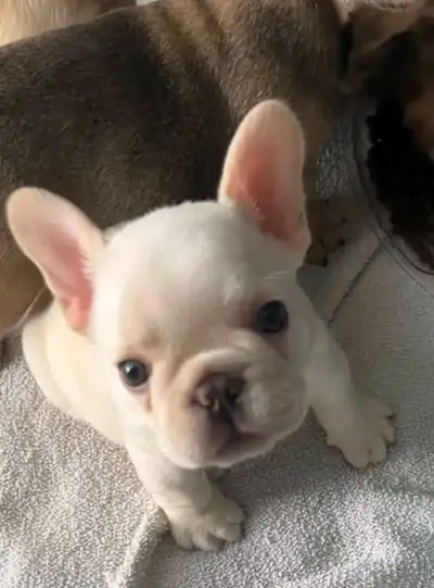 FRENCH BULLDOG,  QUALITY, View more