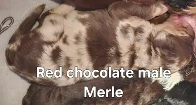 F1B Med Aussidoodles, awesomely healthy, waiting for you!!, View more