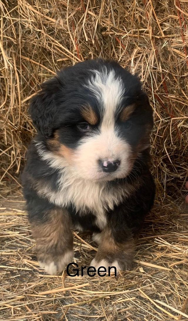 Adorable Bernese Mountain Pups. $750 in Dogs & Puppies for Rehoming in Leamington - Image 2