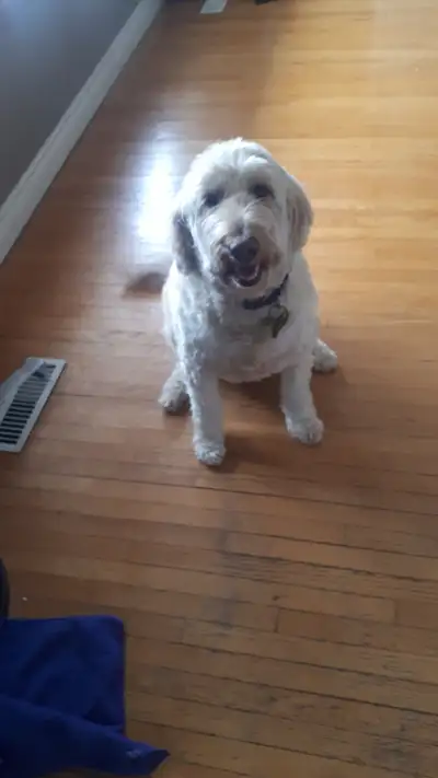 5 year old goldendoodle, View more