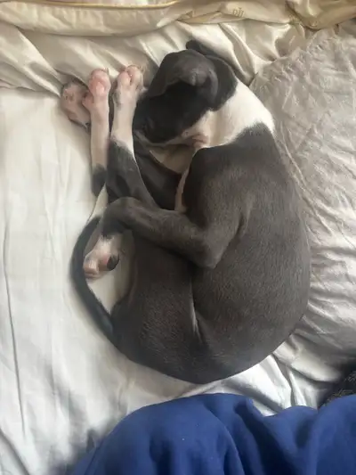 Italian Greyhound puppy, View more