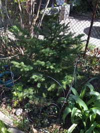 White Spruce Tree, 3’ tall-$35