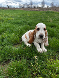 Basset hound puppy last one 