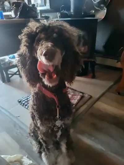Meesie is a sweet and gentle spirit that is 2 1/4 years old. She is a Standard Poodle. My life is ta...