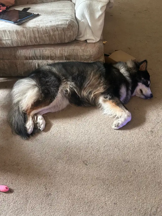 Lost Siberian Husky, wearing Red Collar, friendly. Not tags . in Lost & Found in Winnipeg - Image 6