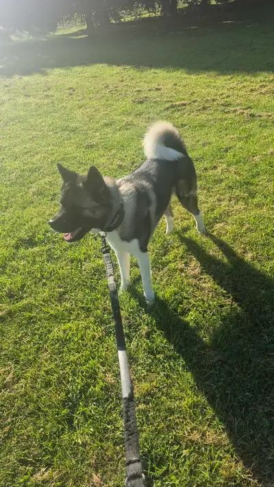 wanting someone to provide forever home for American akita, View more