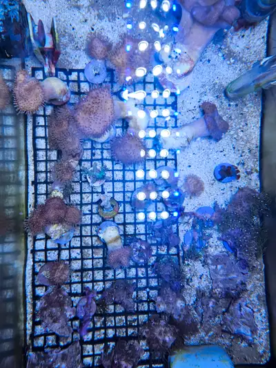 Soft coral frags, View more