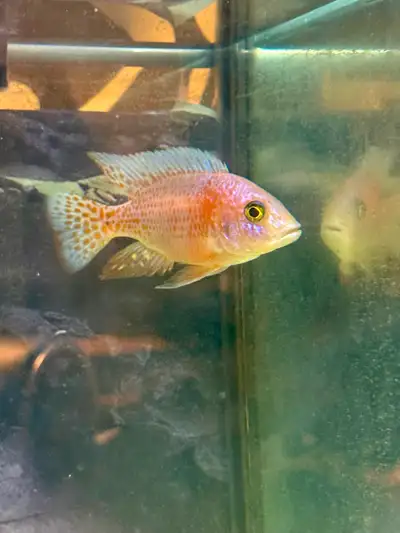 Male peacock cichlid not working out in my tank, View more