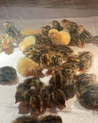Jumbo Day old quails in Livestock in City of Toronto