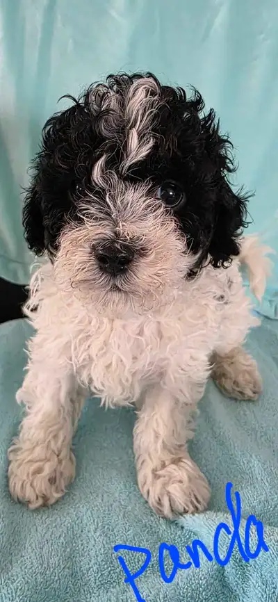 Shih Tzu/Toy Poodle Non-Shedding Puppies Only 3 Left, View more