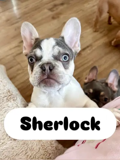 CKC Pure French Bulldog Puppies for Sale, View more