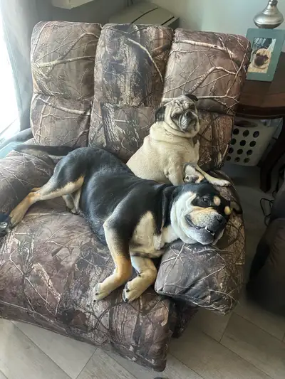Looking for a place for me and my two dogs
