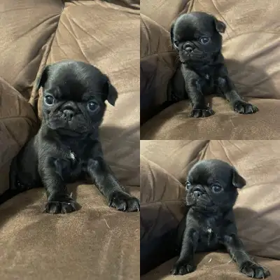 Home Raised Purebred pugs only 1 left !!!, View more