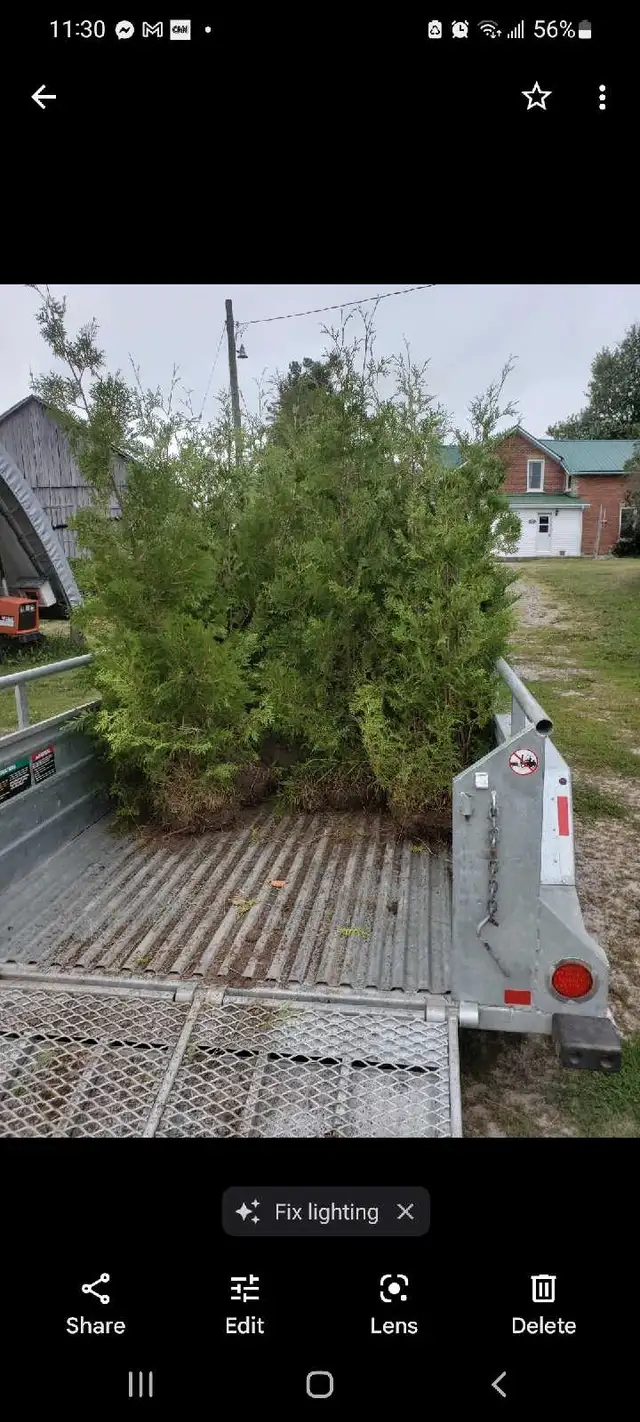 Cedar Trees For Hedges  in Plants, Fertilizer & Soil in Belleville - Image 5