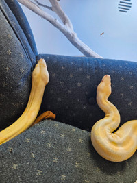 2.8 kg albino female ball Python