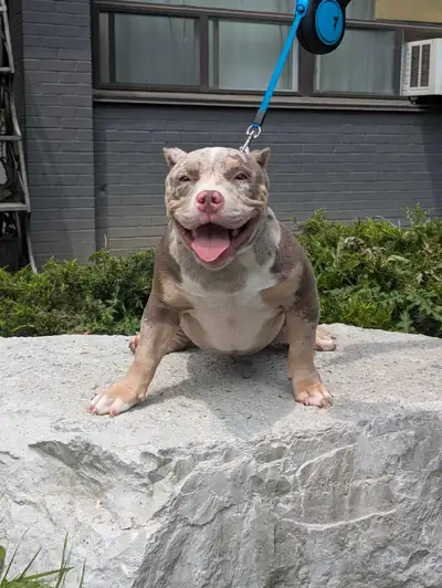 Pocket American Bulldog Females Only, View more