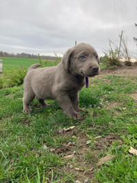 Pure bred silver lab puppies