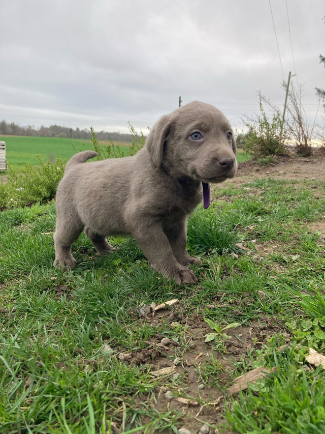 Pure bred silver lab puppies in Dogs & Puppies for Rehoming in Brantford