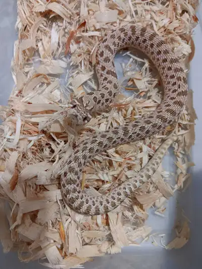 Hognose snake, View more