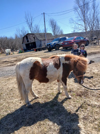 Ponies for sale