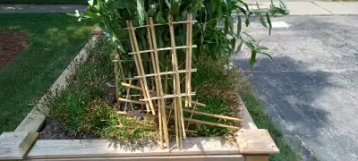 Bamboo Garden Trellises ( 4pcs), View more