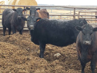 Replacement  heifers 