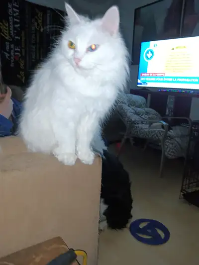 Belle petite chatte toute blanche aux yeux vairons, avec sa petite fille âgée de 4 mois, nous devons...