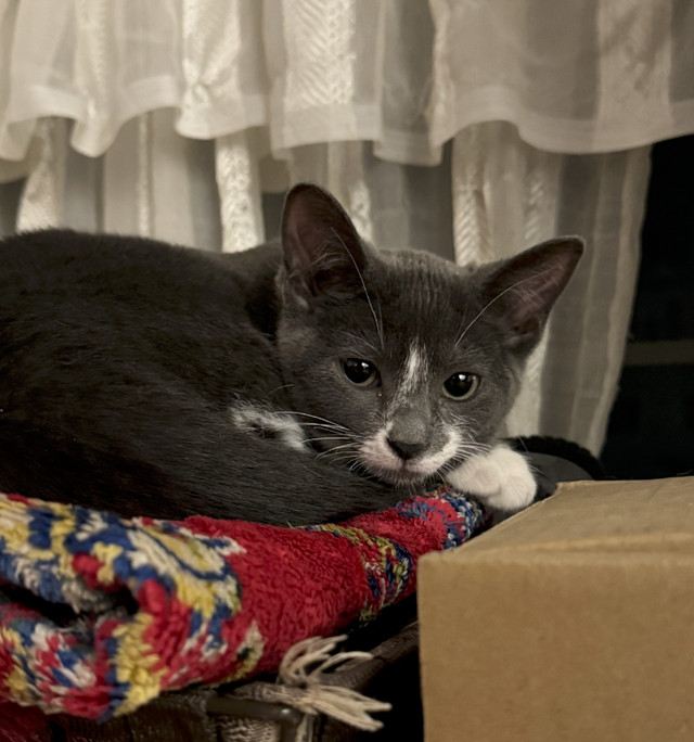 Kittens looking for a forever home in Cats & Kittens for Rehoming in Winnipeg - Image 3