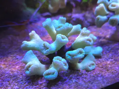 Trumpet Corals, View more
