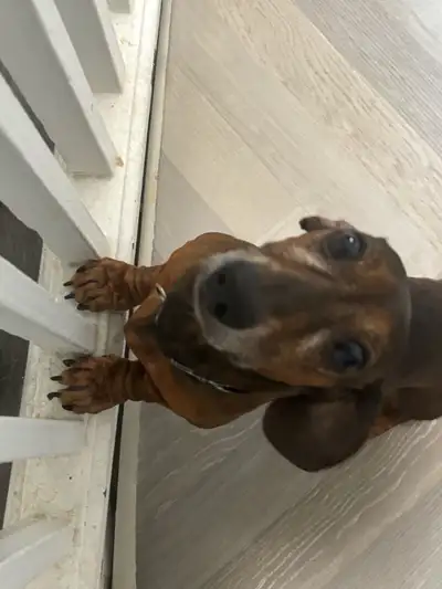 Dachshund pure breed, View more