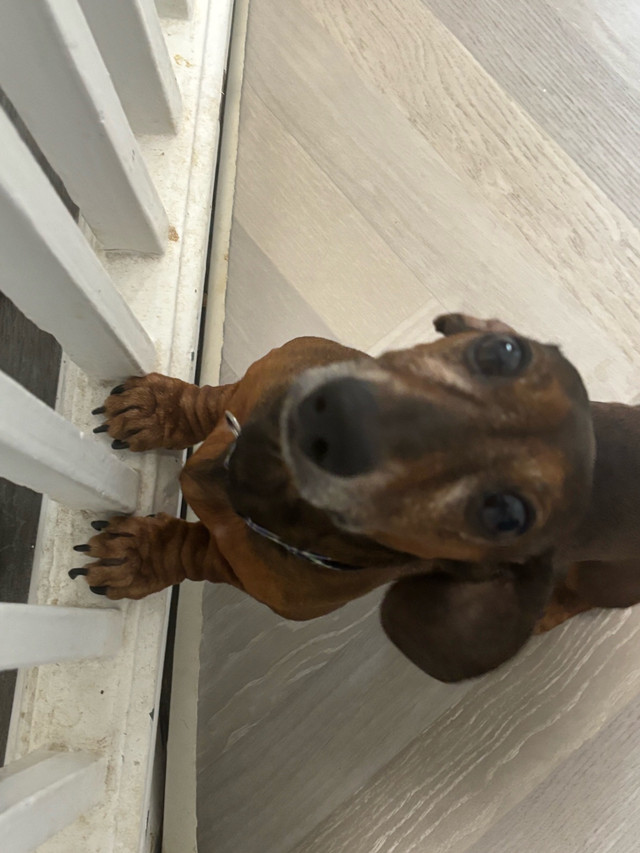Dachshund pure breed in Dogs & Puppies for Rehoming in City of Toronto