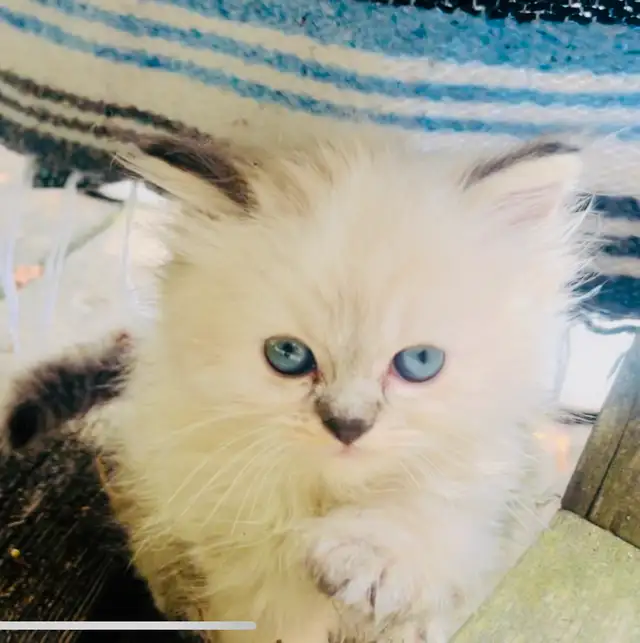 ✨LOVECATS TICA reg. Cattery