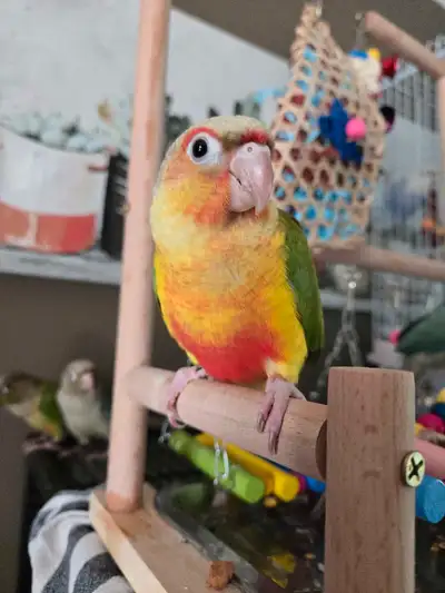Beautiful Conure Parrots available aacc banded 2 months. ** All Birds come with a Avian DNA Certific...
