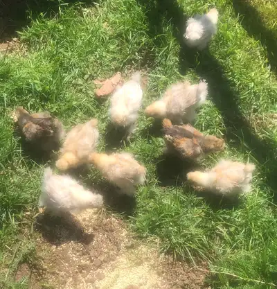 Silkie Chicks, View more