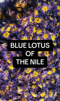 Blue Lotus Of The Nile