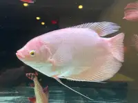 10” giant gourami fish