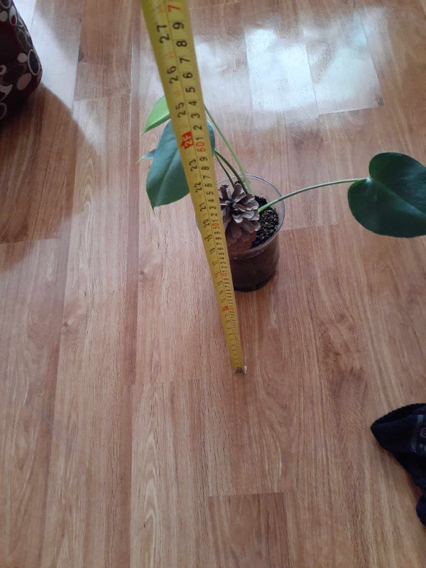 House plants Other Dartmouth Kijiji