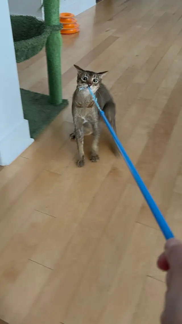 Beau chat abyssin 3ans + bcq accessoires!! in Cats & Kittens for Rehoming in City of Montréal - Image 5