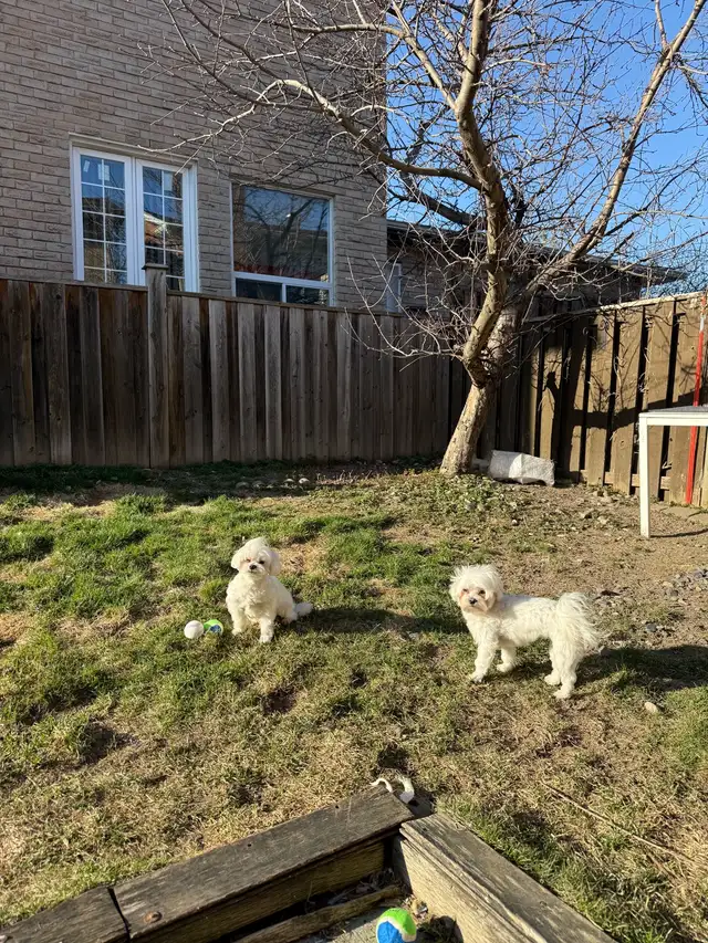 mini maltese puppies in Dogs & Puppies for Rehoming in City of Toronto - Image 7