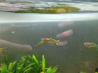Group of 10 Yellow Rainbow Forktails