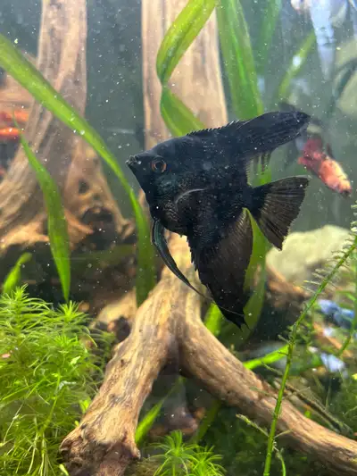 Angel fish , View more