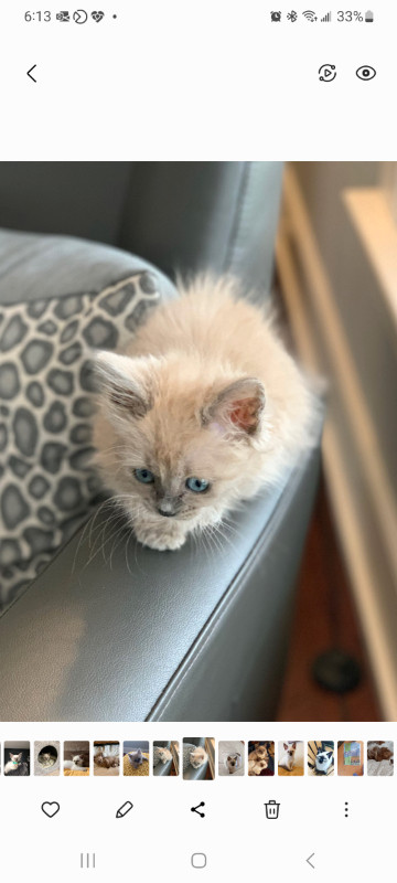 Hypoallergenic Balinese Kittens in Cats & Kittens for Rehoming in Markham / York Region