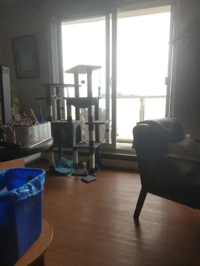 Siamese Kitten for rehoming. Must be experienced Siamese owner, View more